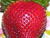Strawberry Picking